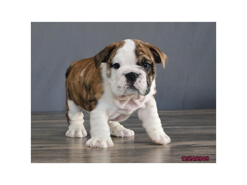 English Bulldog