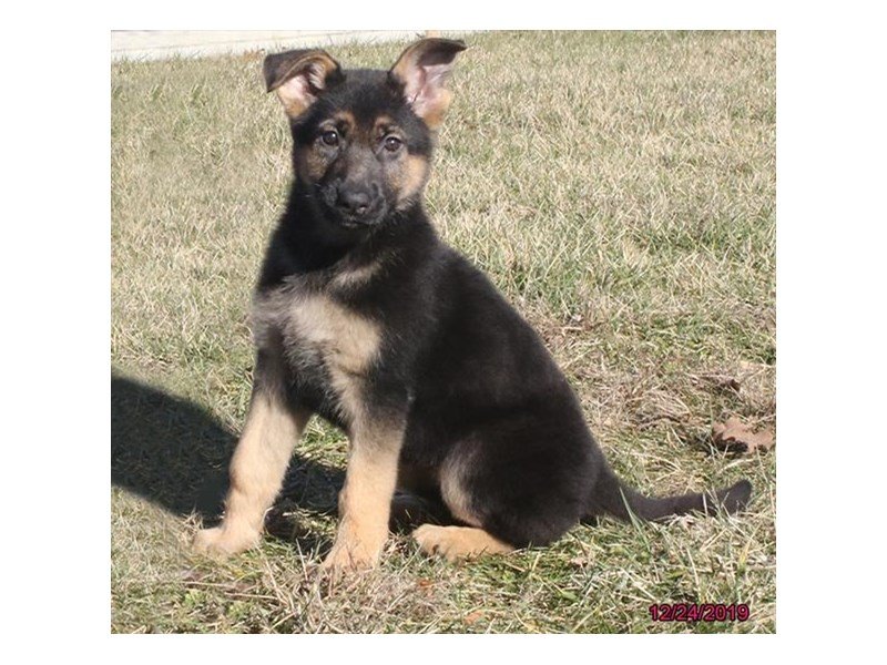 German Shepherd Dog