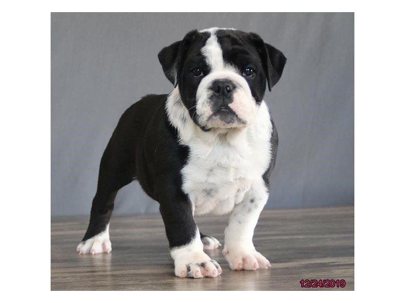 English Bulldog
