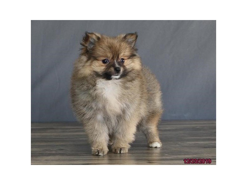 PomeranianDOGFemaleChocolate Sable2574473Petland Carriage Place