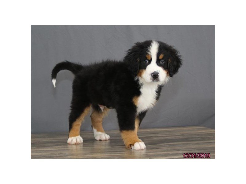 Bernese Mountain Dog