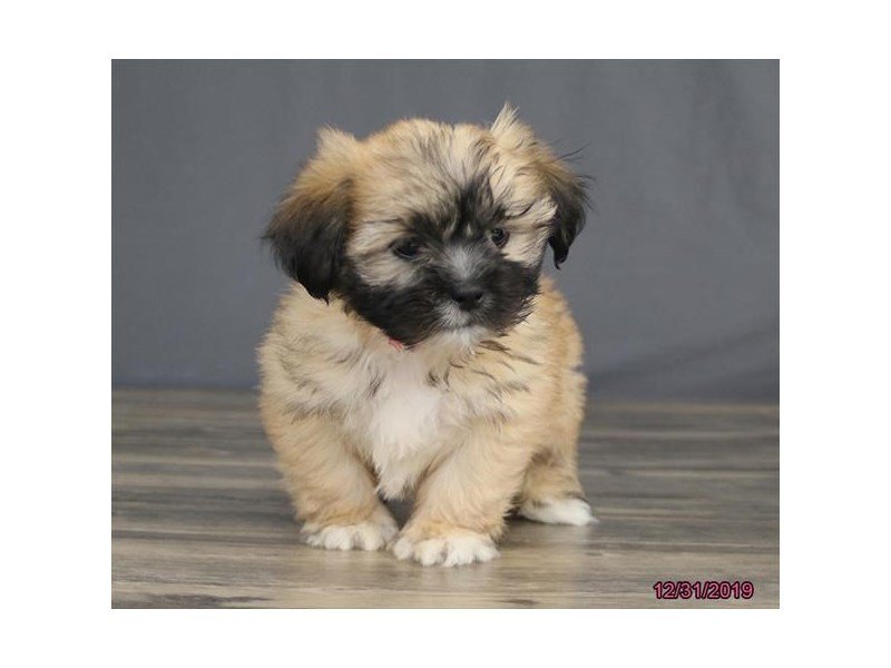Lhasa Apso