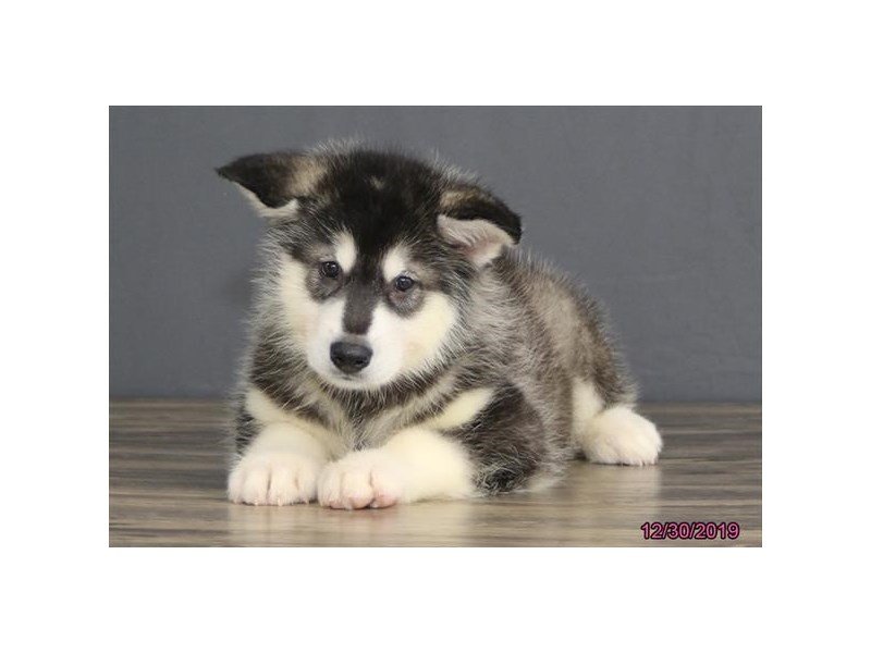 Alaskan Malamute