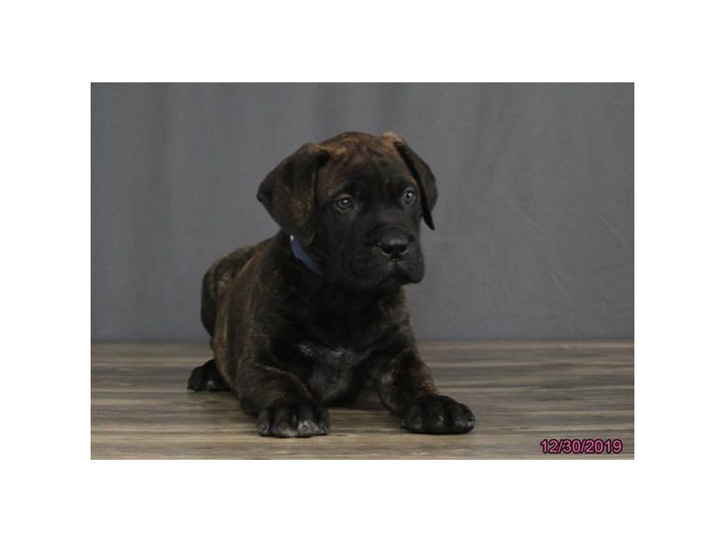 Bullmastiff