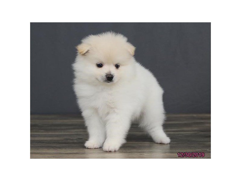 Pomeranian