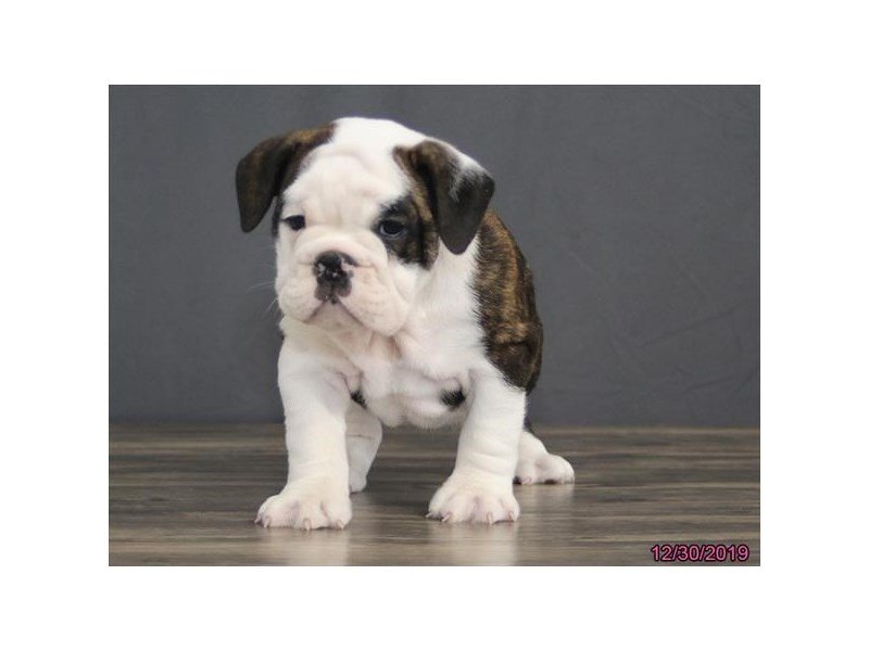 English Bulldog