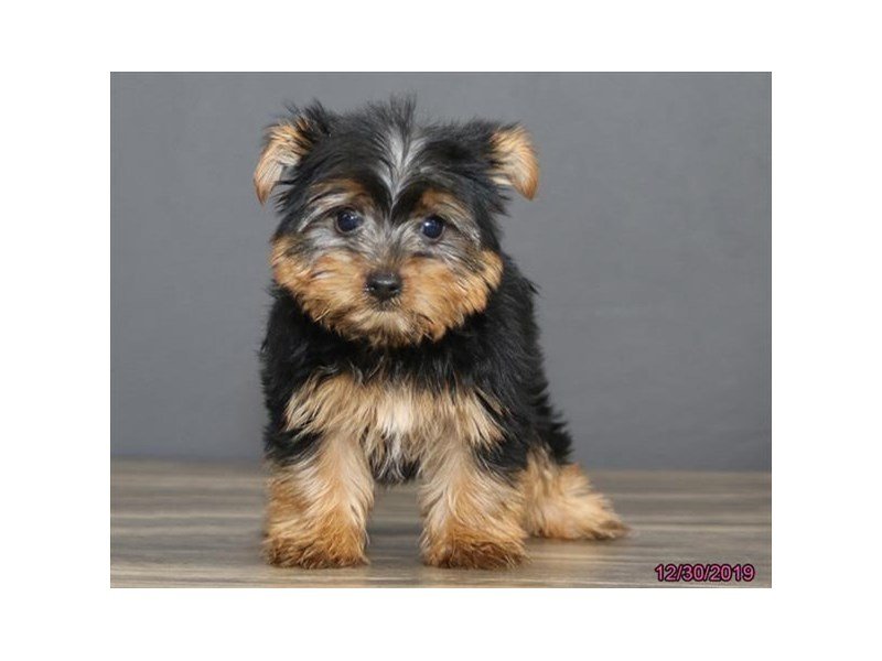 Yorkshire Terrier