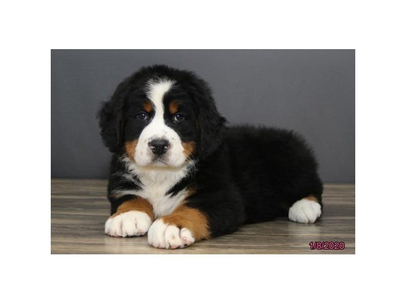 Bernese Mountain Dog