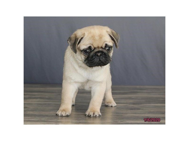 Pug