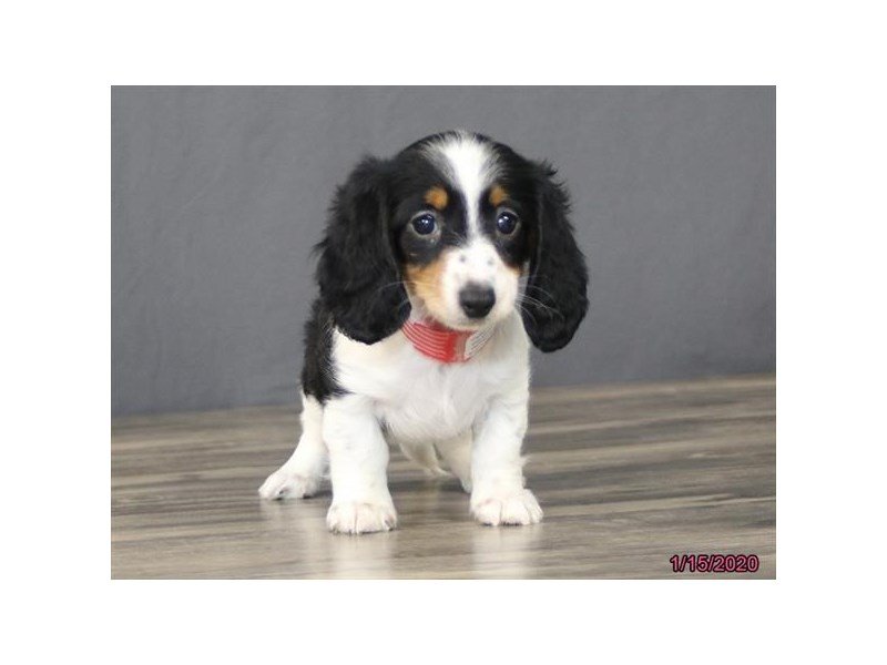 Dachshund
