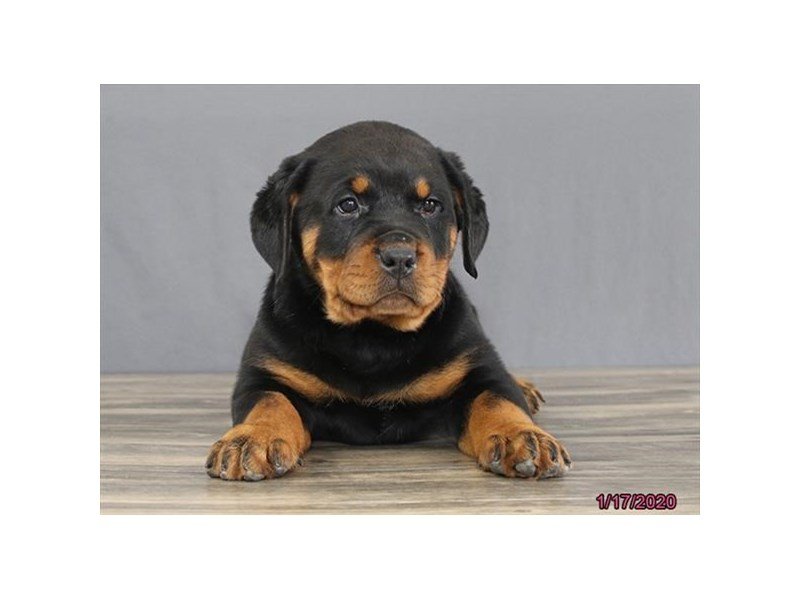 Rottweiler