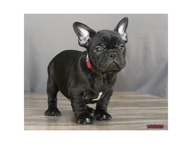 French Bulldog