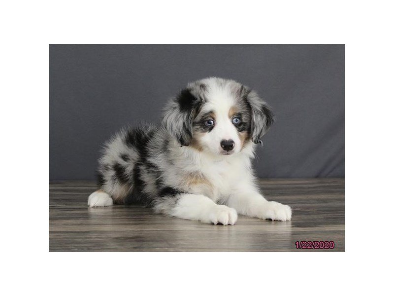 Miniature Australian Shepherd