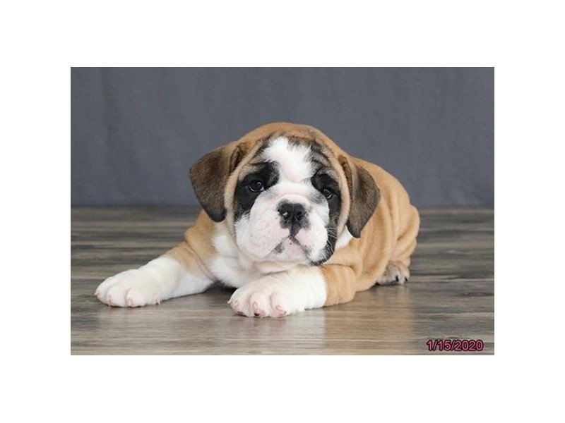 English Bulldog