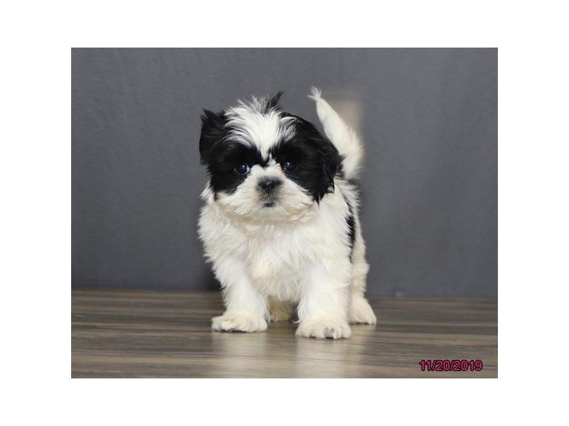 Shih Tzu