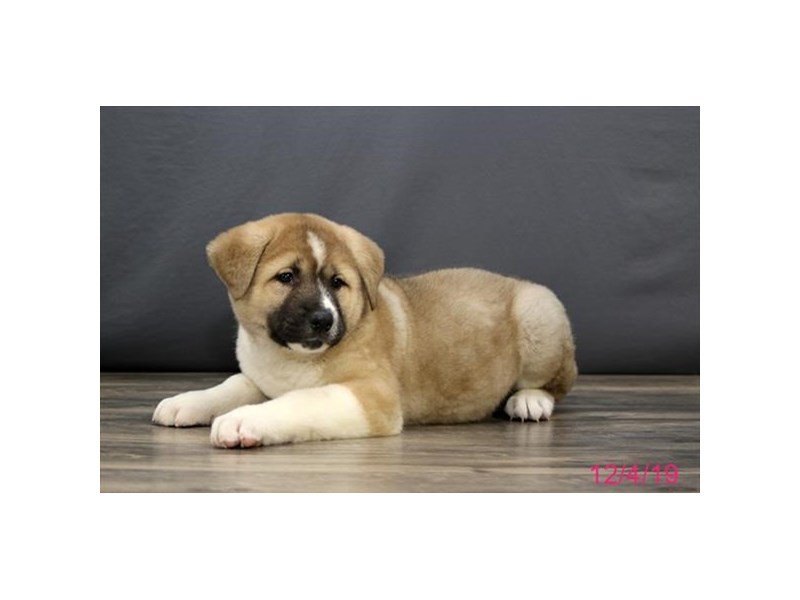Akita