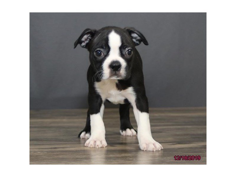 Boston Terrier