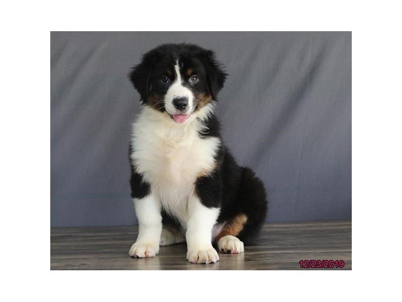 Australian Shepherd