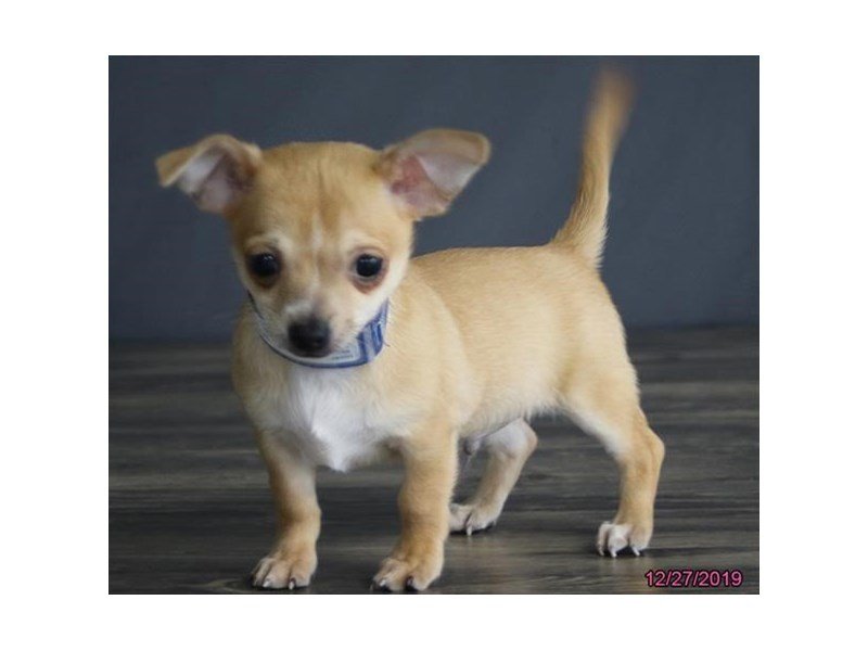 Chihuahua