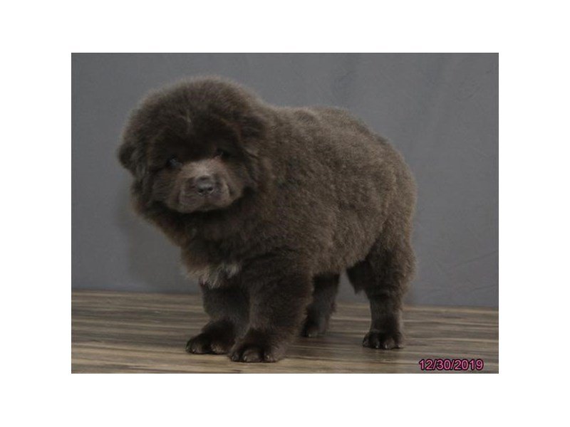 Chow Chow