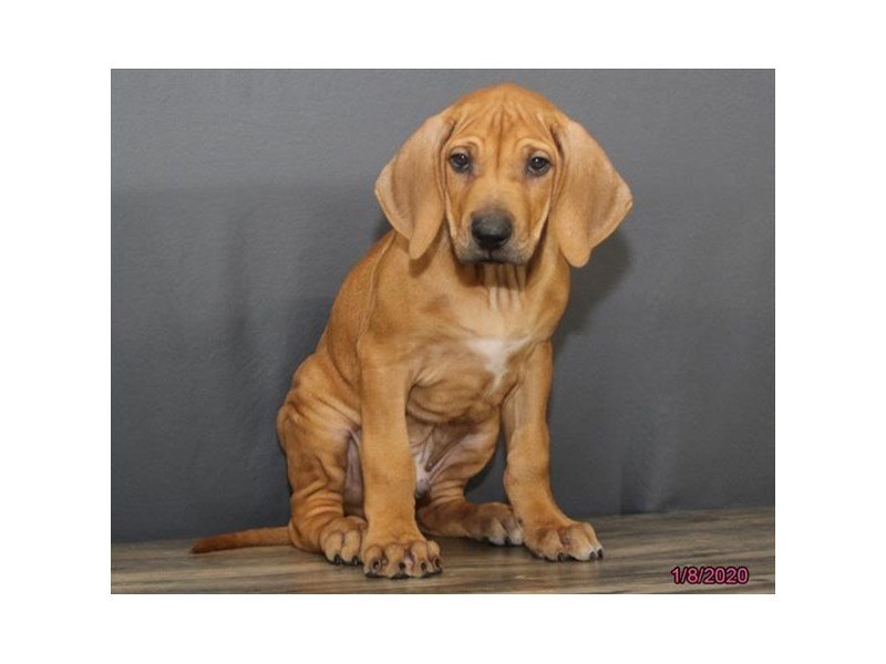 Rhodesian Ridgeback