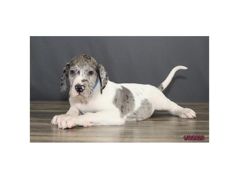 Great Dane