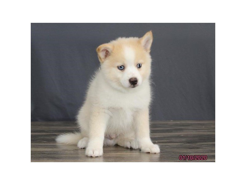 Pomsky