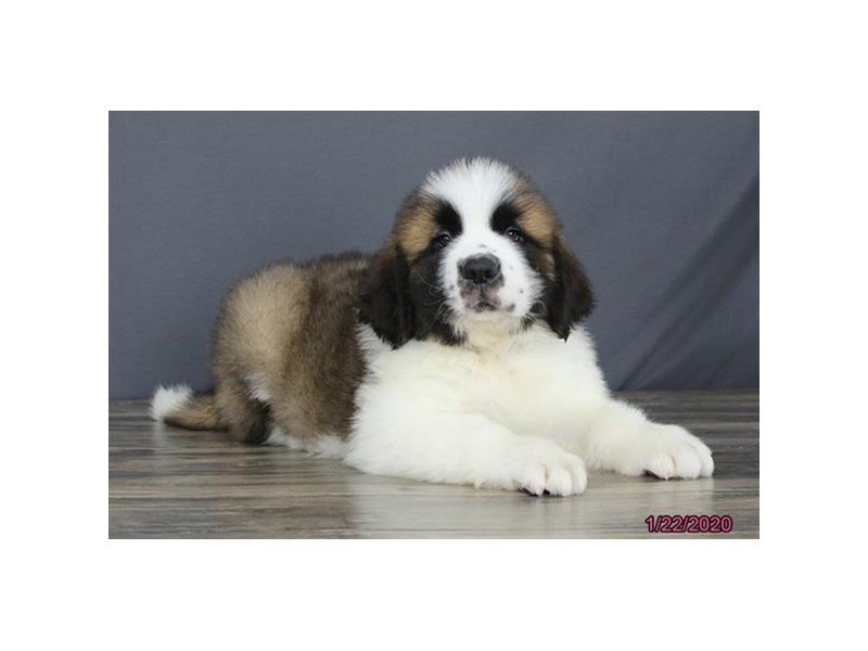 Saint Bernard