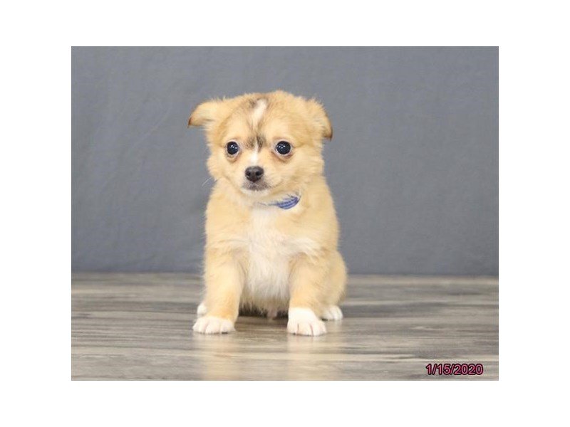 Chihuahua