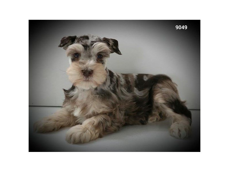 chocolate merle schnauzer