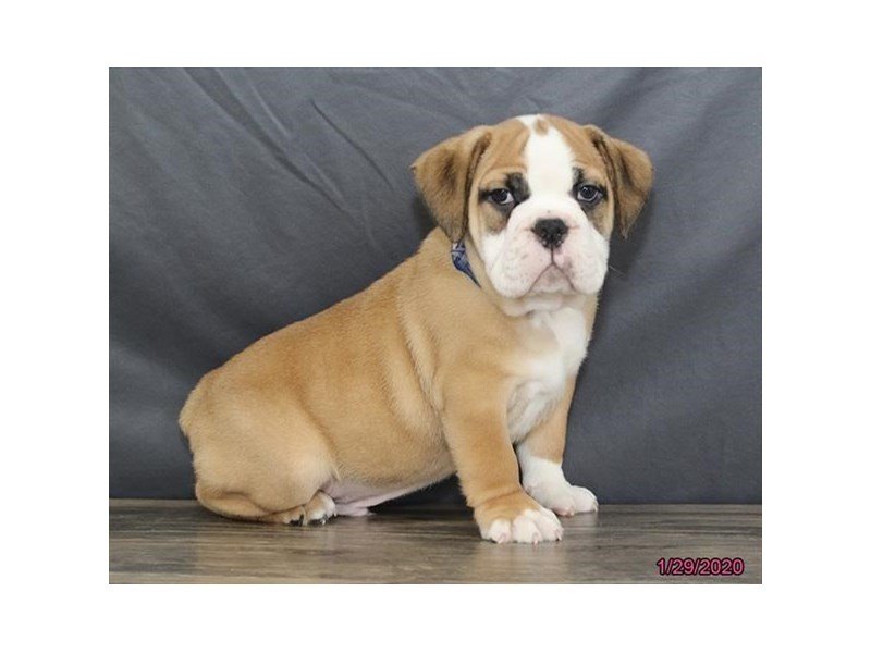 Bulldog/Bulldog-Beagle