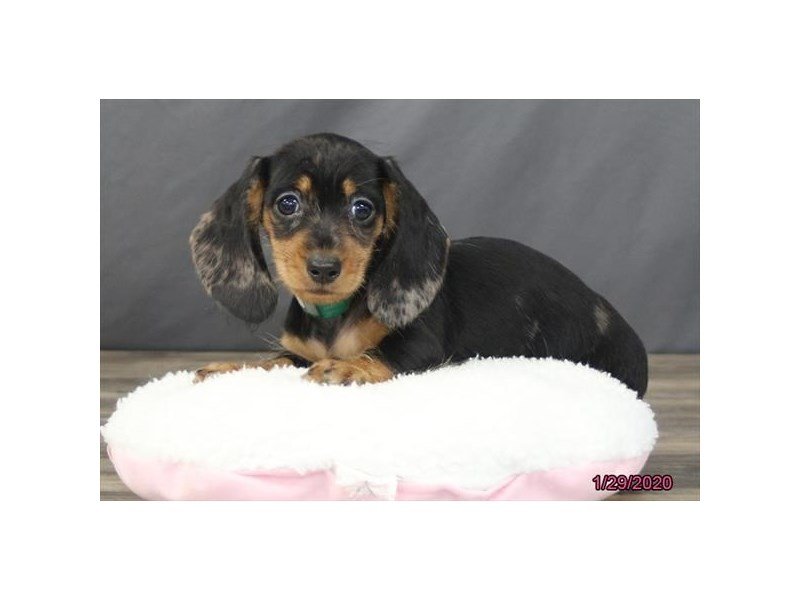 Dachshund