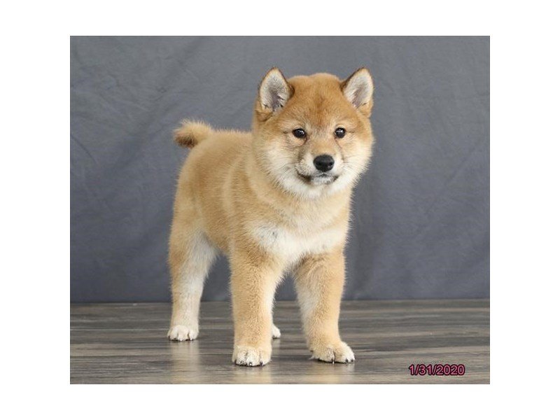 Shiba Inu