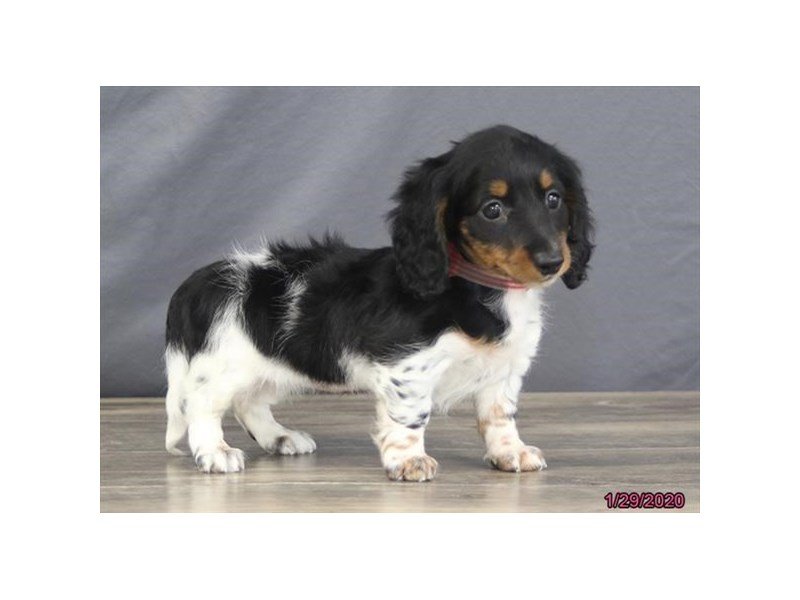 Dachshund