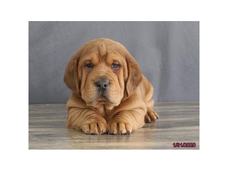 Shar Pei/Basset Hound