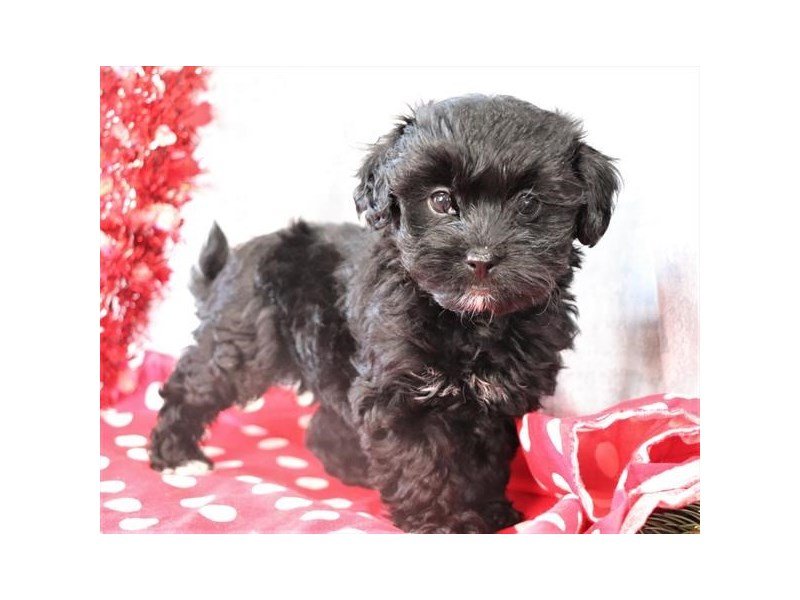 Poodle/Havanese