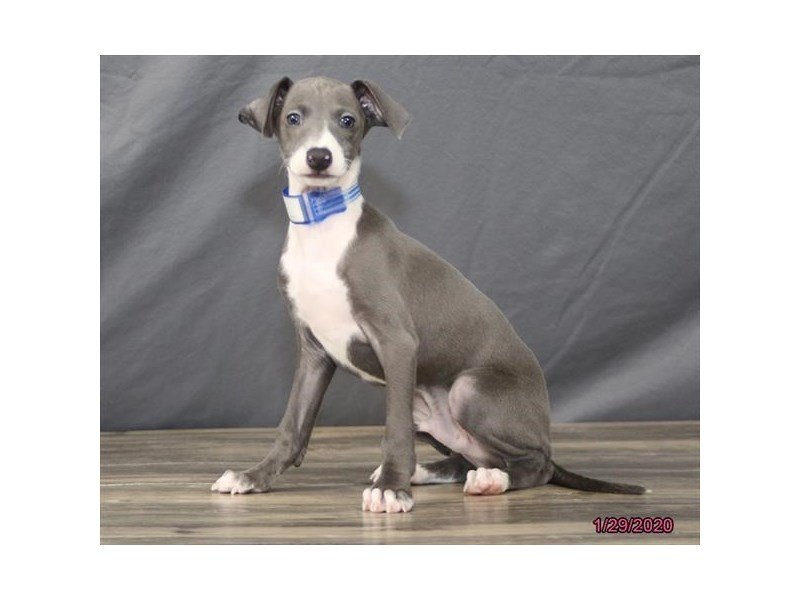 Italian Greyhound