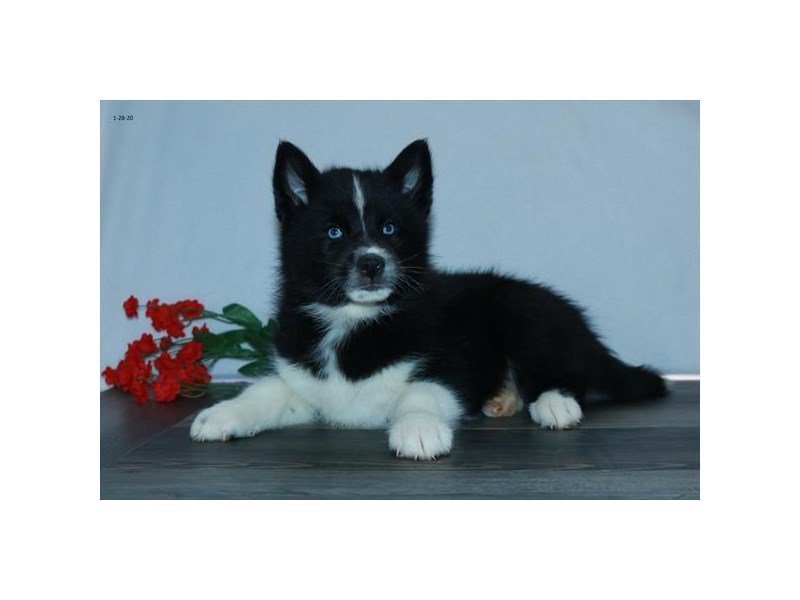Pomsky