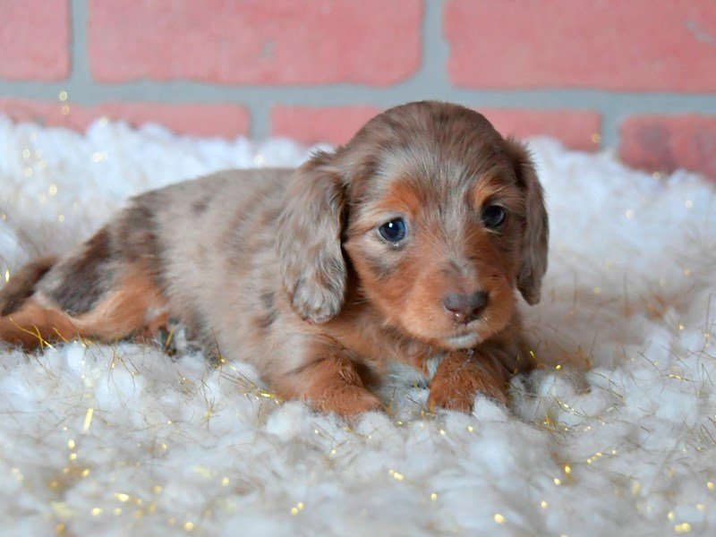 DachshundDOGFemaleChocolate Merle2618275Petland Carriage Place