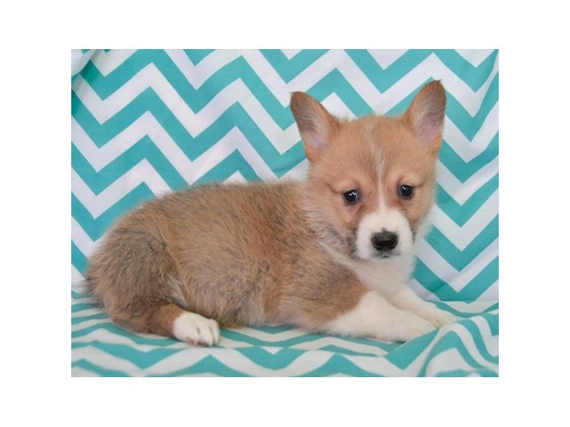Pembroke Welsh Corgi