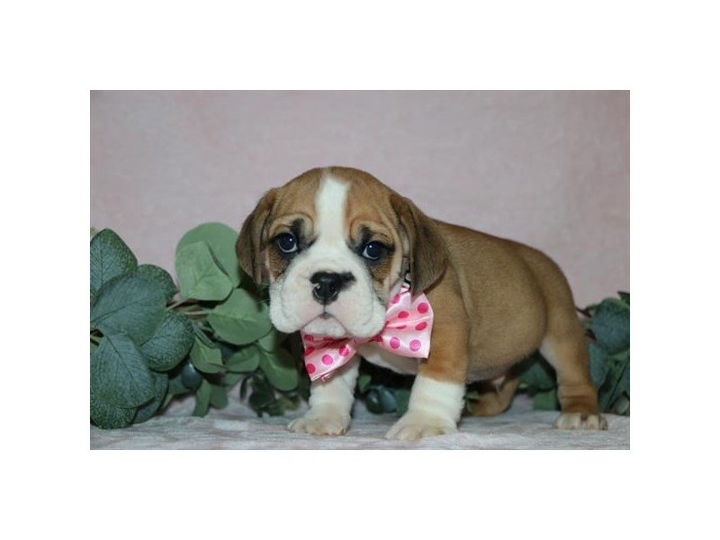 Beabull Bulldog