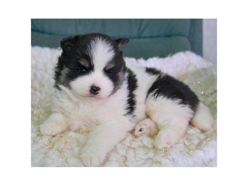 Pomsky