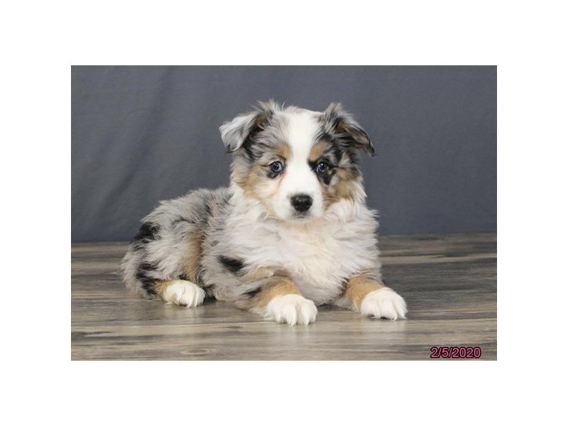 Miniature Australian Shepherd