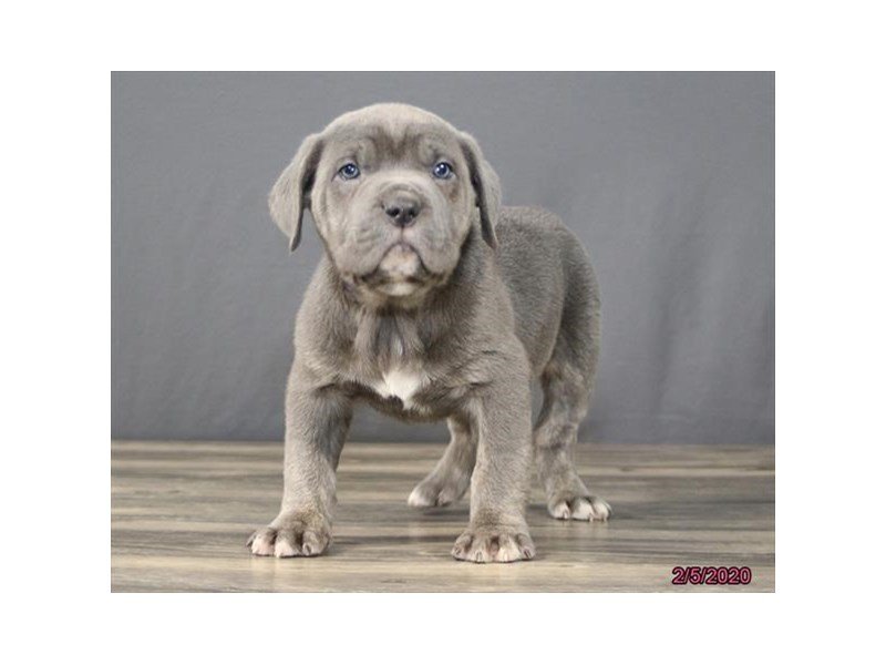 Cane Corso