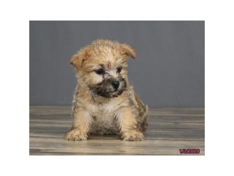 Cairn Terrier