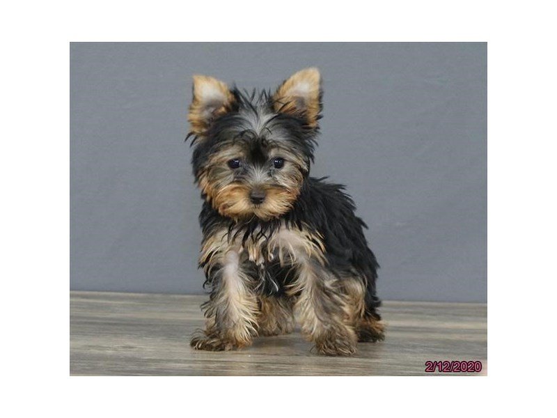 Yorkshire Terrier