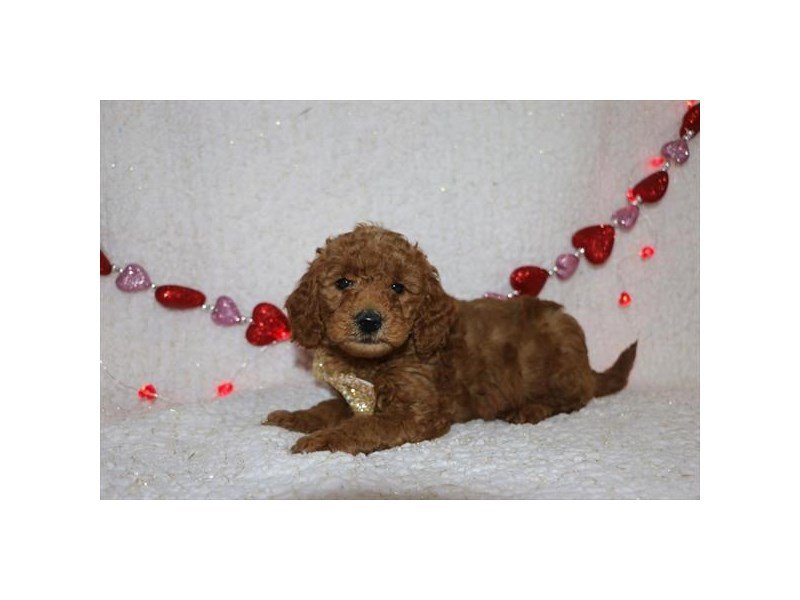 Mini Goldendoodle