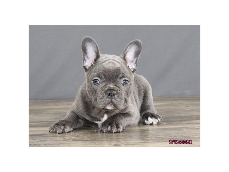 French Bulldog