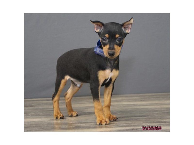 Miniature Pinscher