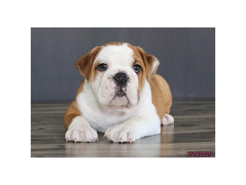 English BulldogDOGMaleRed / White2632516Petland Carriage Place